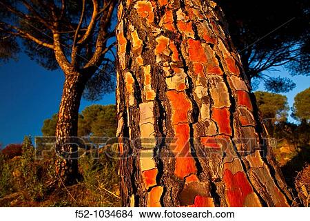 Stone pines. Pinus pinea. Sierra de Andjar Natural Park. Ja? n province. Andaluc? a. Spain. View Large Photo Image Picture - Stone pines. Pinus pinea. Sierra de Andjar Natural Park. Ja? n province. Andaluc? a. Spain.. Fotosearch