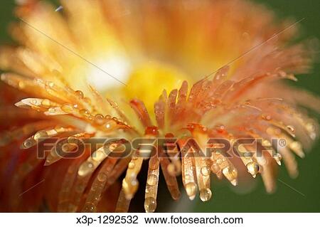 Stone plant Pleiospilus nellii View Large Photo Image Stock Image - Stone plant Pleiospilus nellii. Fotosearch