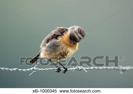 Stock Photography - Stonechat Saxicola torquata, female shaking head after bathing, Portugal. Fotosearch