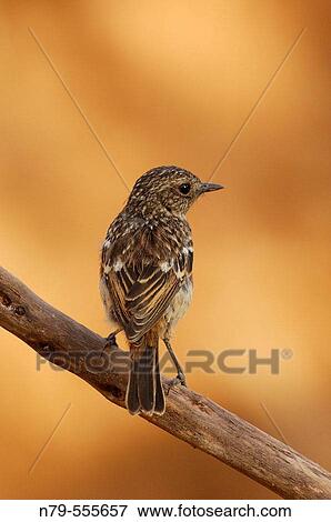 Stonechat (Saxicola torquata). Puertollano mountains, Ciudad Real province, Castilla-La Mancha, Spain View Large Photo Image Stock Photo - Stonechat (Saxicola torquata). Puertollano mountains, Ciudad Real province, Castilla-La Mancha, Spain. Fotosearch