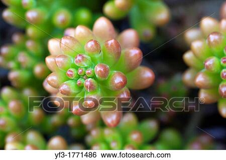 Stonecrop, Sedum rubrotinctum, South of France View Large Photo Image Stock Photograph - Stonecrop, Sedum rubrotinctum, South of France. Fotosearch