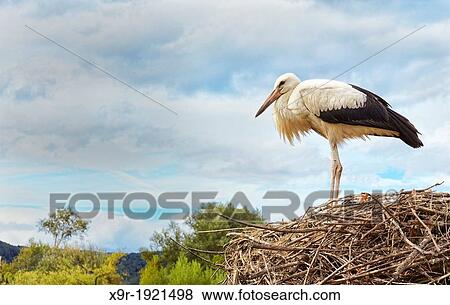 Stork at nest Stork and Otter protection centre Hunawihr Haut-Rhin Alsace France View Large Photo Image Stock Photo - Stork at nest Stork and Otter protection centre Hunawihr Haut-Rhin Alsace France. Fotosearch