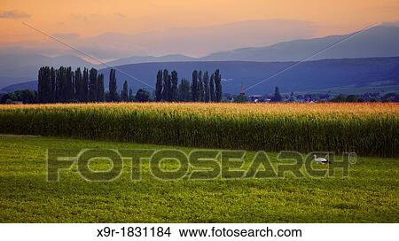 Stork in a maize field landscape, Alsace, Haut-Rhin, France View Large Photo Image Picture - Stork in a maize field landscape, Alsace, Haut-Rhin, France. Fotosearch