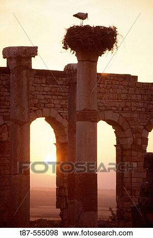 Stork nesting on the basilica ruins of Volubilis. Morocco (May, 2006) View Large Photo Image Stock Photo - Stork nesting on the basilica ruins of Volubilis. Morocco (May, 2006). Fotosearch