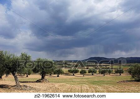 Picture - Storm and olive groves. Zorita de los Canes, Guadalajara, Spain. Fotosearch