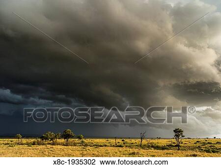 Storm over the Maasai Mara. Africa, East Africa, Kenya, Maasai Mara, December View Large Photo Image Stock Image - Storm over the Maasai Mara. Africa, East Africa, Kenya, Maasai Mara, December. Fotosearch