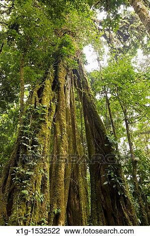 Strangler Fig Ficus aurea growing in the Monteverde Cloud Forest Reserve, Costa Rica View Large Photo Image Stock Image - Strangler Fig Ficus aurea growing in the Monteverde Cloud Forest Reserve, Costa Rica. Fotosearch