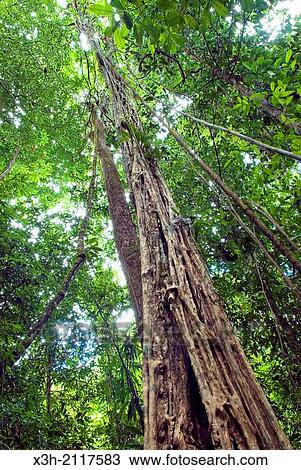 strangler fig, French Guiana, overseas department and region of France, Atlantic coast of South America. View Large Photo Image Stock Image - strangler fig, French Guiana, overseas department and region of France, Atlantic coast of South America.. Fotosearch