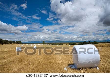 Straw bales in a field of grain next to de Monfrague National Park At the background, we can see the Sierra De Gredos Regional Park Casatejada Caceres, Extremadura View Large Photo Image Stock Photo - Straw bales in a field of grain next to de Monfrague National Park At the background, we can see the Sierra De Gredos Regional Park Casatejada Caceres, Extremadura. Fotosearch