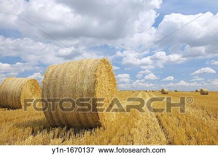Straw Bales in field, Germany, Rhineland-Palatinate View Large Photo Image Stock Photo - Straw Bales in field, Germany, Rhineland-Palatinate. Fotosearch