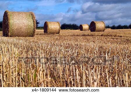 Straw bales in recently cut corn field, County Westmeath, Ireland. View Large Photo Image Picture - Straw bales in recently cut corn field, County Westmeath, Ireland.. Fotosearch