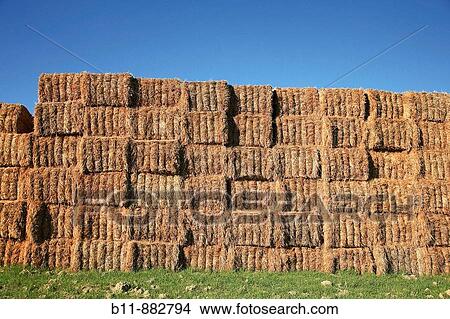 Picture - Straw bales stacked on the field. Fotosearch