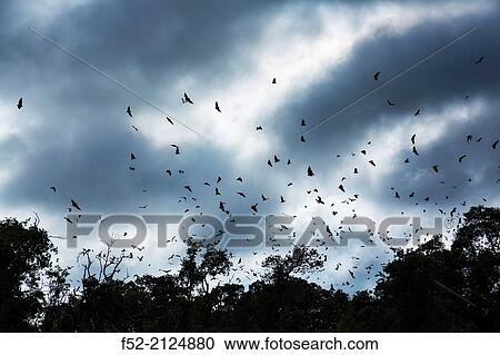 Straw-coloured fruit bat (Eidolon helvum), Bat migration, Kasanka National Park, Serenje, Zambia, Africa. View Large Photo Image Stock Image - Straw-coloured fruit bat (Eidolon helvum), Bat migration, Kasanka National Park, Serenje, Zambia, Africa.. Fotosearch