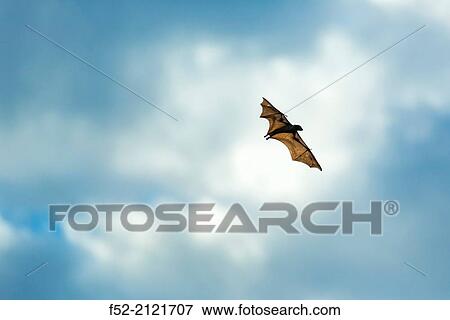 Straw-coloured fruit bat (Eidolon helvum), Bat migration, Kasanka National Park, Serenje, Zambia, Africa. View Large Photo Image Stock Photo - Straw-coloured fruit bat (Eidolon helvum), Bat migration, Kasanka National Park, Serenje, Zambia, Africa.. Fotosearch