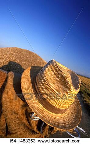 Straw Hat is harvested before Getreidekoernern View Large Photo Image Stock Image - Straw Hat is harvested before Getreidekoernern. Fotosearch