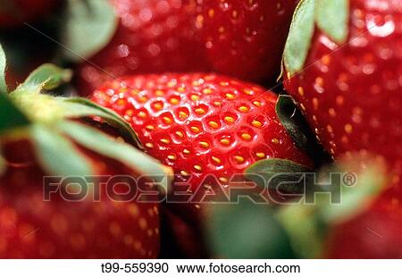 Strawberriees. Tenerife. Canary Islands. Spain. View Large Photo Image Stock Image - Strawberriees. Tenerife. Canary Islands. Spain.. Fotosearch