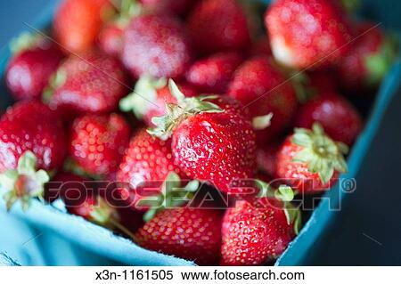 Strawberries in PA View Large Photo Image Stock Photography - Strawberries in PA. Fotosearch