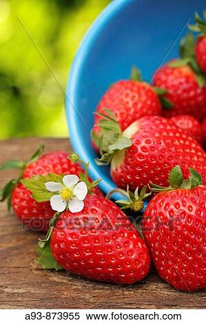 Stock Photography - Strawberries. Fotosearch
