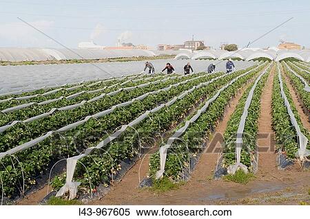Strawberry fields, Palos de la Frontera, Huelva province, Andalusia, Spain View Large Photo Image Stock Photography - Strawberry fields, Palos de la Frontera, Huelva province, Andalusia, Spain. Fotosearch