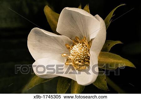 Strawberry flower View Large Photo Image Stock Photography - Strawberry flower. Fotosearch