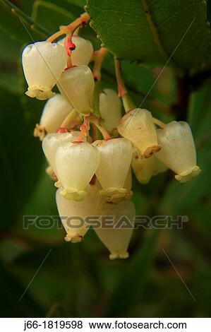 Stock Photo - Strawberry flowers Arbutus unedo in the natural park of the Calderona Valencia. Fotosearch
