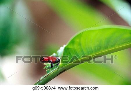 Strawberry poison dart frog (Dendrobates pumilio) on a leaf. La Selva. Costa Rica. View Large Photo Image Picture - Strawberry poison dart frog (Dendrobates pumilio) on a leaf. La Selva. Costa Rica.. Fotosearch
