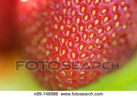 Strawberry, red fruit, summer time View Large Photo Image Stock Photograph - Strawberry, red fruit, summer time. Fotosearch