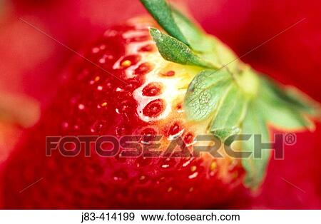 Strawberry View Large Photo Image Stock Photo - Strawberry. Fotosearch