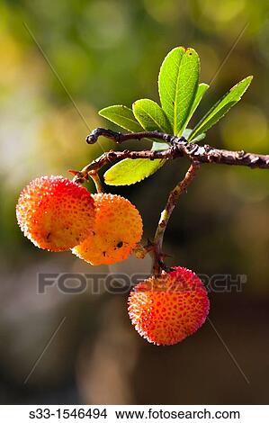 Strawberry tree in Cadalso de los Vidrios, Madrid, Spain View Large Photo Image Picture - Strawberry tree in Cadalso de los Vidrios, Madrid, Spain. Fotosearch
