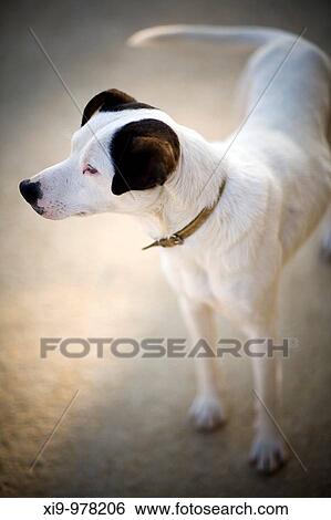 Stray dog, Seville, Spain View Large Photo Image Stock Photograph - Stray dog, Seville, Spain. Fotosearch