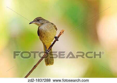 Streak-eared Bulbul Pycnonotus blanfordi perched on branch Kaeng Krachan National Park Thailand View Large Photo Image Stock Photo - Streak-eared Bulbul Pycnonotus blanfordi perched on branch Kaeng Krachan National Park Thailand. Fotosearch