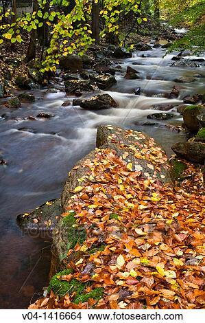 Stream, forest and fallen leaves in autumn, Harz, Germany, Europe View Large Photo Image Picture - Stream, forest and fallen leaves in autumn, Harz, Germany, Europe. Fotosearch