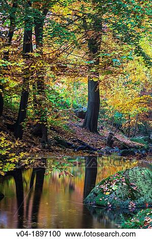 Stream, forest and fallen leaves in autumn, Harz, Germany, Europe View Large Photo Image Stock Image - Stream, forest and fallen leaves in autumn, Harz, Germany, Europe. Fotosearch