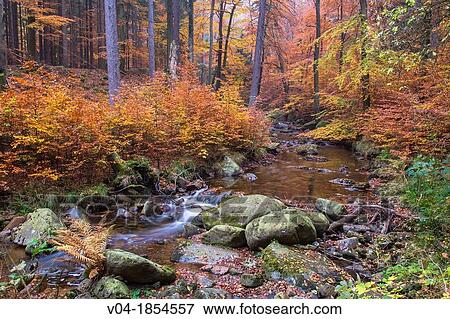 Stock Photo - Stream, forest and fallen leaves in autumn, Harz, Germany, Europe. Fotosearch