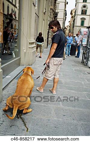 Street. Florence. Tuscany. Italy. View Large Photo Image Stock Photo - Street. Florence. Tuscany. Italy.. Fotosearch