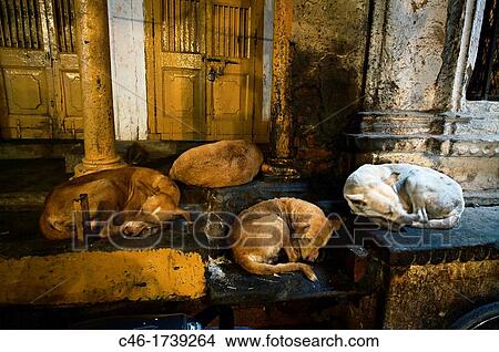 Street, Varanasi, Uttar Pradesh, Ganges River, India. View Large Photo Image Picture - Street, Varanasi, Uttar Pradesh, Ganges River, India.. Fotosearch