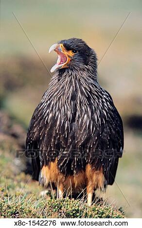 Striated Caracara or Johnny Rook Phalcoboenus australis on the Falkland Islands The striated caracara is a strictly protected bird of prey living only on some islands like the Falkland Islands in the subantarctic region View Large Photo Image Stock Photograph - Striated Caracara or Johnny Rook Phalcoboenus australis on the Falkland Islands The striated caracara is a strictly protected bird of prey living only on some islands like the Falkland Islands in the subantarctic region. Fotosearch
