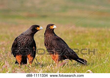 Picture - Striated Caracara (Phalcoboenus australis). Carcass Island, Falkland Islands. Fotosearch