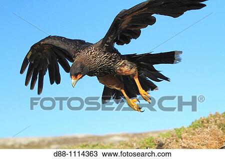 Striated Caracara (Phalcoboenus australis). Carcass Island, Falkland Islands View Large Photo Image Stock Image - Striated Caracara (Phalcoboenus australis). Carcass Island, Falkland Islands. Fotosearch