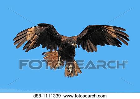 Stock Photo - Striated Caracara (Phalcoboenus australis). Carcass Island, Falkland Islands. Fotosearch
