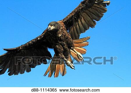 Striated Caracara (Phalcoboenus australis). Carcass Island, Falkland Islands View Large Photo Image Stock Photography - Striated Caracara (Phalcoboenus australis). Carcass Island, Falkland Islands. Fotosearch