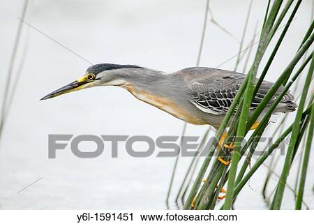 Stock Image - Striated Heron Butorides striata, lagoon in the Buenos Aires province, Argentina, South America. Fotosearch
