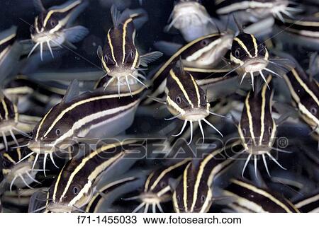 Striped catfish Plotosus lineatus Lembeh Strait, Celebes Sea, North Sulawesi, Indonesia View Large Photo Image Stock Image - Striped catfish Plotosus lineatus Lembeh Strait, Celebes Sea, North Sulawesi, Indonesia. Fotosearch