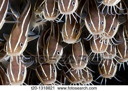 Striped Eel Catfish, Plotosus lineatus, Amed, Bali, Indonesia View Large Photo Image Stock Image - Striped Eel Catfish, Plotosus lineatus, Amed, Bali, Indonesia. Fotosearch