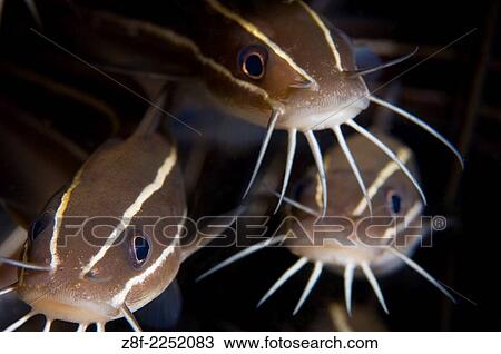 striped eel catfish school / aka coral catfish hiding under rocky ledge, Lembeh Strait, North Sulawesi, Indonesia. View Large Photo Image Stock Image - striped eel catfish school / aka coral catfish hiding under rocky ledge, Lembeh Strait, North Sulawesi, Indonesia.. Fotosearch