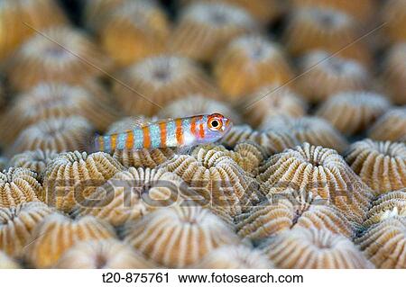 Stock Image - Striped Goby, Trimma cana, Turtle Cove, Micronesia, Palau. Fotosearch