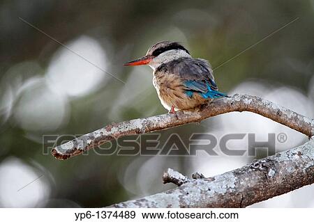 Stock Photo - Striped Kingfisher Halcyon chelicuti, sitting on branch, The Gambia, Africa. Fotosearch