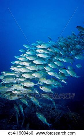 Striped large-eye bream Gnathodentex aureolineatus and Yellowfin goatfish Mulloides vanicolensis Mauritius Island Republic of Mauritius Southwestern Indian Ocean View Large Photo Image Stock Image - Striped large-eye bream Gnathodentex aureolineatus and Yellowfin goatfish Mulloides vanicolensis Mauritius Island Republic of Mauritius Southwestern Indian Ocean. Fotosearch