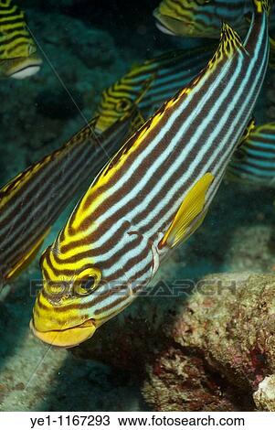 Striped Oriental Sweetlips (Plectorhinchus orientalis) swims in tropical waters, Kuredu, Faadhippolhu Atoll, Maldives. View Large Photo Image Stock Image - Striped Oriental Sweetlips (Plectorhinchus orientalis) swims in tropical waters, Kuredu, Faadhippolhu Atoll, Maldives.. Fotosearch