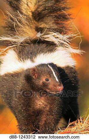 Stock Image - Striped Skunk Mephitis mephitis Order: Carnivora Superfamily: Musteloidea Family: Mephitidae.. Fotosearch